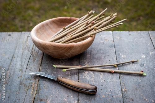 Grafting knife and hazel cuttings in wooden bowl ready for planting photo