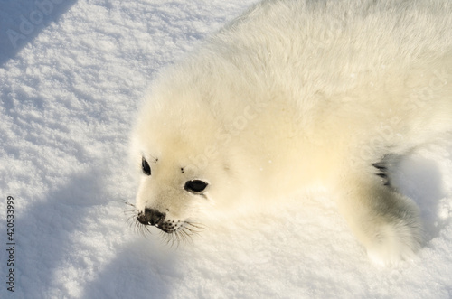 Newborn seal. Squirrel seal. White fluffy harp seal 