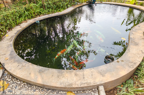koi fish in the garden pond