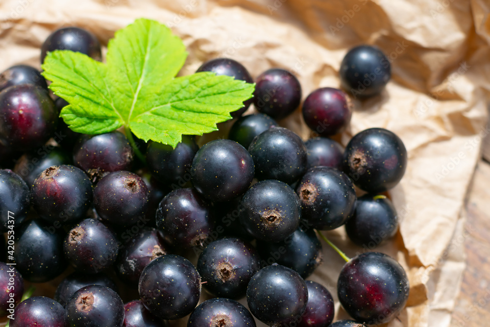 Harvest of black currrants, garden seasonal berries as source of vitamin C Harvest of black currrants, garden seasonal berries as source of vitamin C