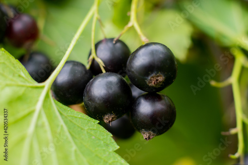 Ripe sweet raw black currant berries on branch of berry bush in the garden