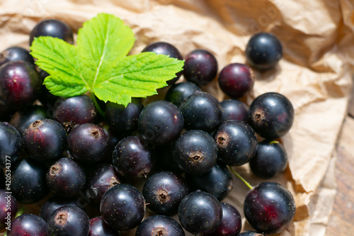 Wallpaper Mural Harvest of black currrants, garden seasonal berries as source of vitamin C Torontodigital.ca