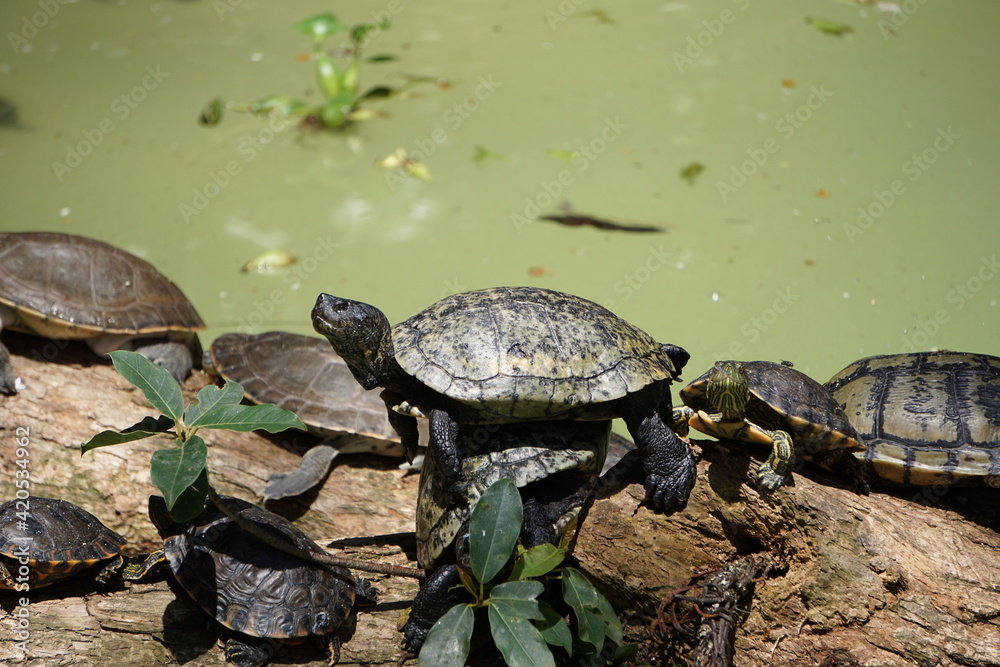 Fototapeta premium turtle on the rock