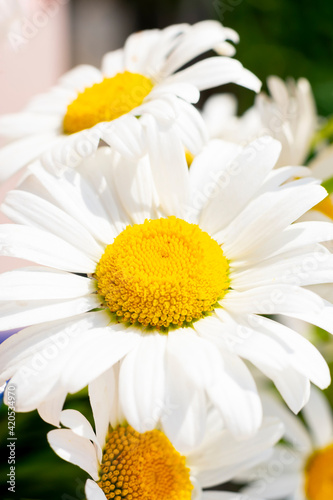 Close up view of bouquet with white chamomiles with yellow cores on bright sunlight at summer