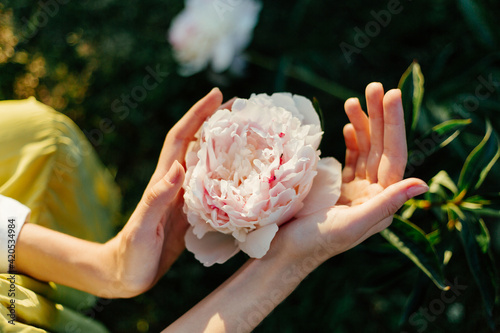 Blooming peon in hands of young female
