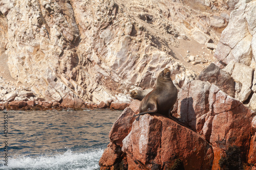 Seals and sea lions, sunbathing peacefully in the Ballestas Islands, within the protected area of the Paracas national reserve, north coast of the Paracas peninsula, Pisco, department of Ica, Peru.