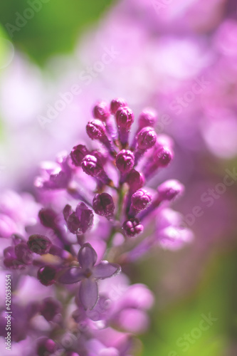 Vertical soft focus floral background. Lilac flowers on blurred background with bokeh effect.