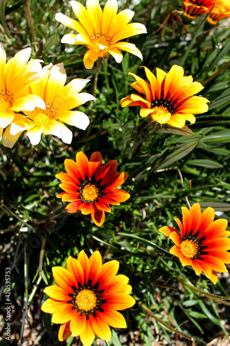 Colorful orange and yellow Gazania flower in the garden in spring