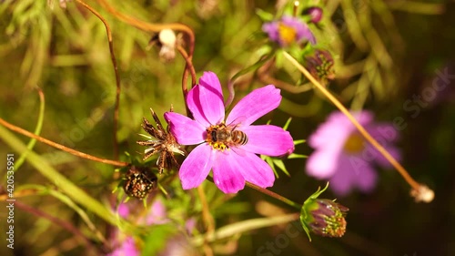 A wild bee collects nectar from a pink flower. Blurred green background. High quality 4k footage