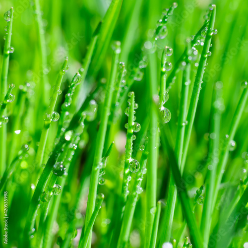 Square format extremely close up view of shining clear water drops on bright thin green grass leaves. Botanical layout for text