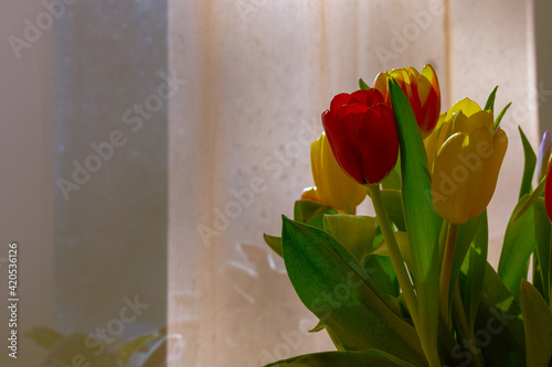 Springtime tulips flowers close-up. Still life photography of red and yellow tulips at home real atmosphere.