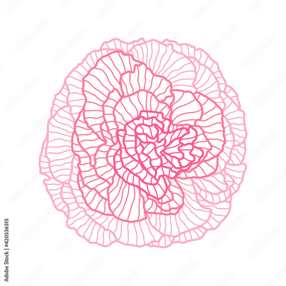 Illustration of linear rose. Beautiful decorative summer flower. Illustration of linear rose. Beautiful decorative summer flower.