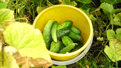 Harvest cucumbers in a yellow bucket. High quality 4k footage