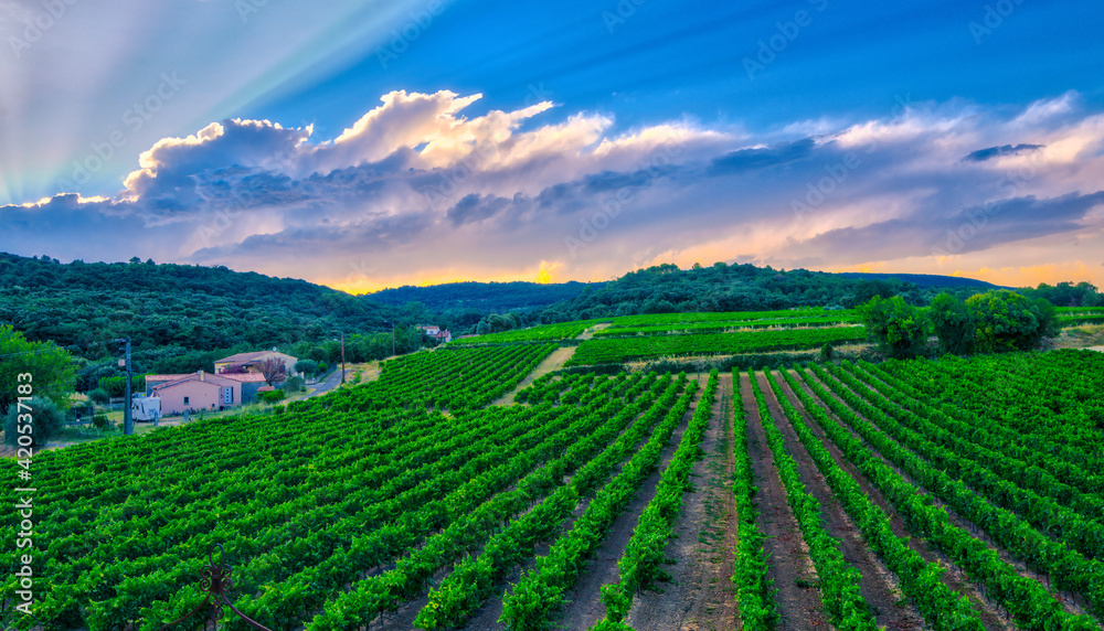 An interesting  sunset in a beautiful vineyard in France