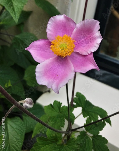  Japanese anemone flower  springtime  soon