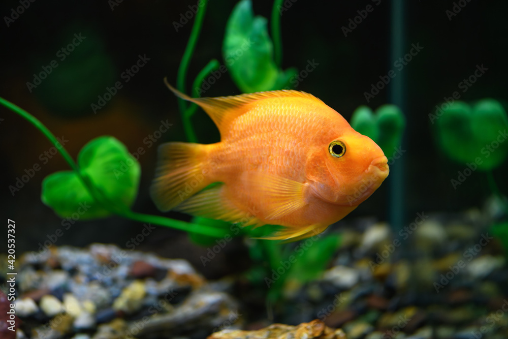 Orange parrot fish in the aquarium. (Red Parrot Cichlid) Orange parrot fish in the aquarium. (Red Parrot Cichlid)