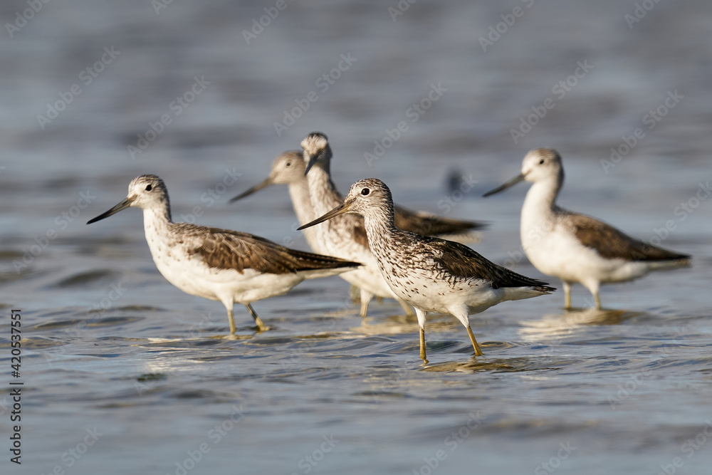 Common greenshank (Tringa nebularia) Common greenshank (Tringa nebularia)