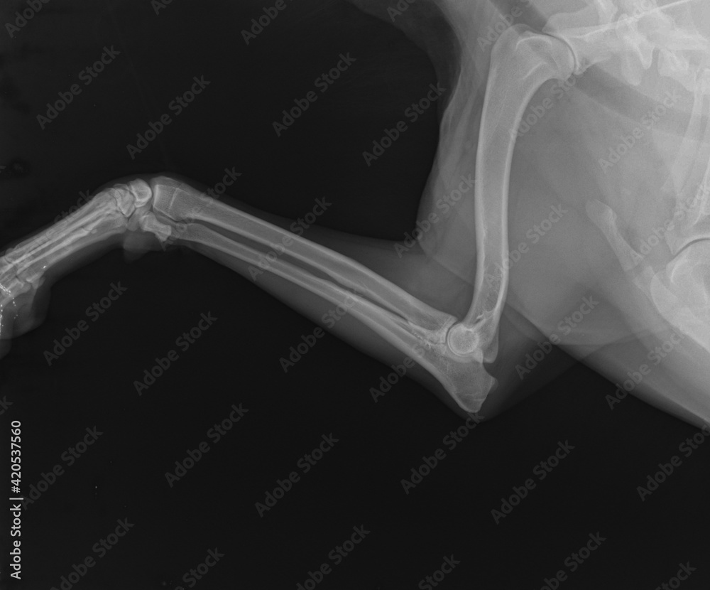 Foto de X Ray. Radius and Ulna in Dog. Dog Radiograph do Stock Adobe
