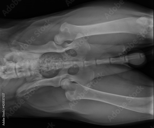 Dog X Ray Showing Canine Left Leg Hip Dysplasia. Ventral View