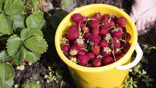 Collecting red strawberries in a yellow bucket. High quality 4k footage