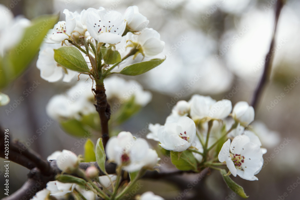 White beautiful flowers of a growing pear White beautiful flowers of a growing pear