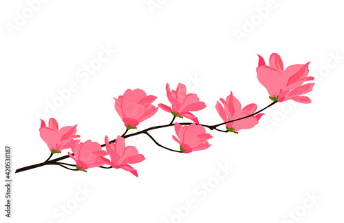 Magnolias vector stock illustration. Rosebuds close-up. Lily flower. A branch of a tree for an invitation. Isolated on a white background.