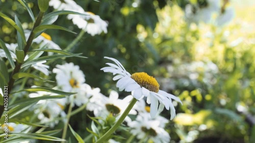 beautiful country daisy close-up. Watering from the watering can. Blurred background. High quality 4k footage