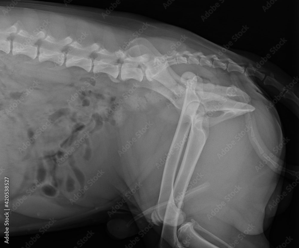 Foto Stock Dog X Ray Showing Hip Luxation Right Leg. Lateral View