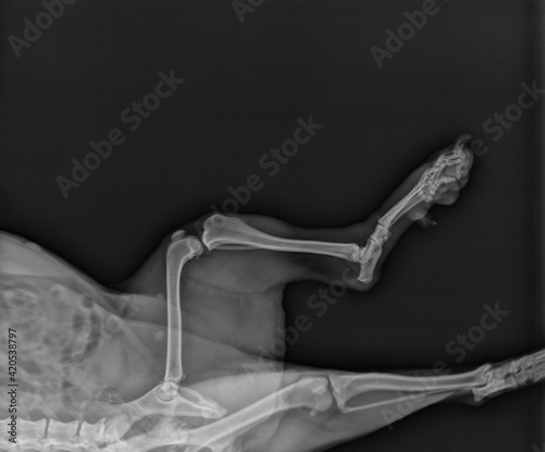 Dog X Ray Radiograph of a Dogs Knee Medial View 