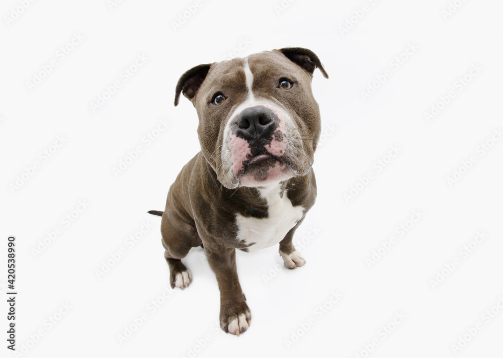 Funny Portrait sad american bully begging food. Isolated on white backgorund.