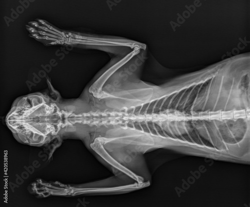 Cat X Ray. Cat Chest Thorax X Ray Thorax Ventral View
