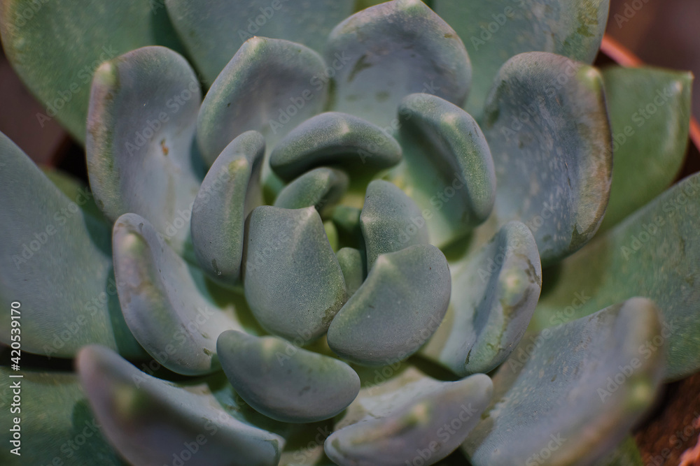 arrangement of the succulents or cactus succulents overhead or top view. arrangement of the succulents or cactus succulents overhead or top view.
