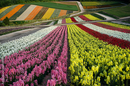 Beautiful flower field, in Japan photo