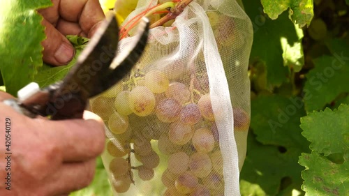 The old man's herb is harvested grapes. Brush white grape variety. High quality 4k footage