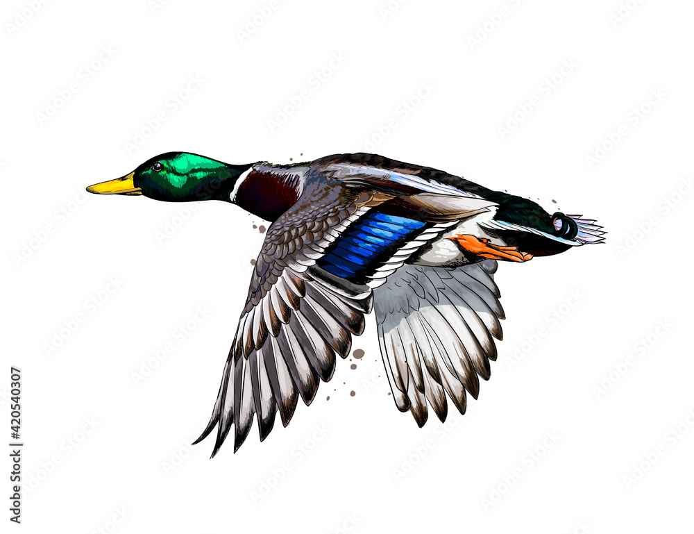 Duck from a splash of watercolor, colored drawing, realistic. Vector illustration of paints - obrazy, fototapety, plakaty 