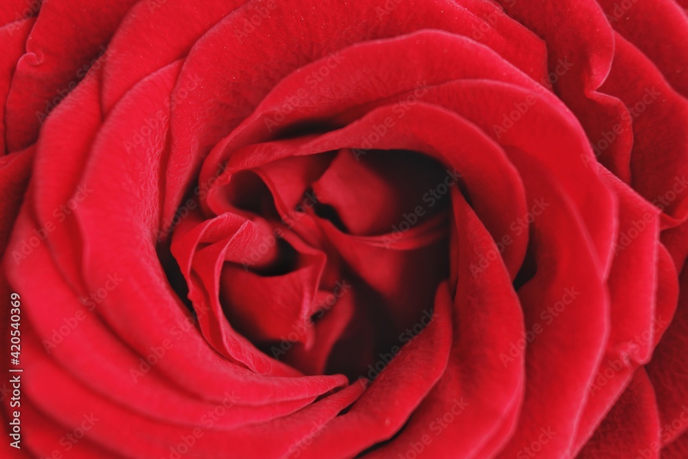 Naklejka premium red rose closeup