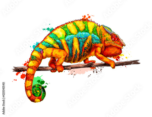 Chameleon from a splash of watercolor, colored drawing, realistic. Vector illustration of paints