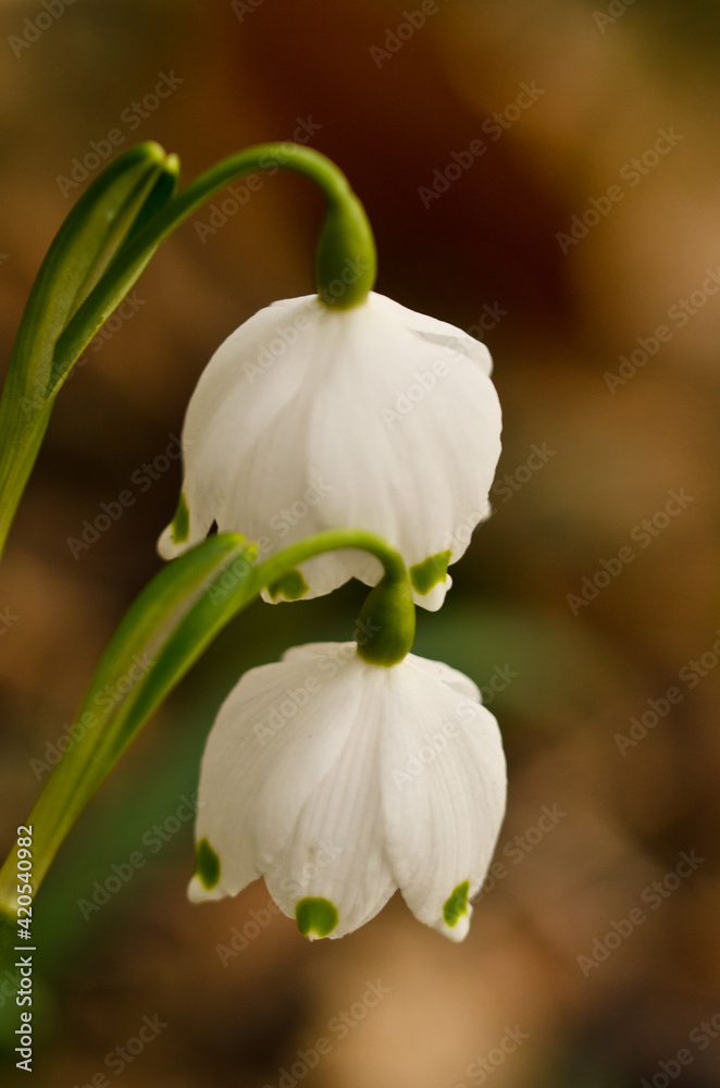 Obraz premium Two single blossoms of beautiful white blooming spring snowflakes, wild in a forest