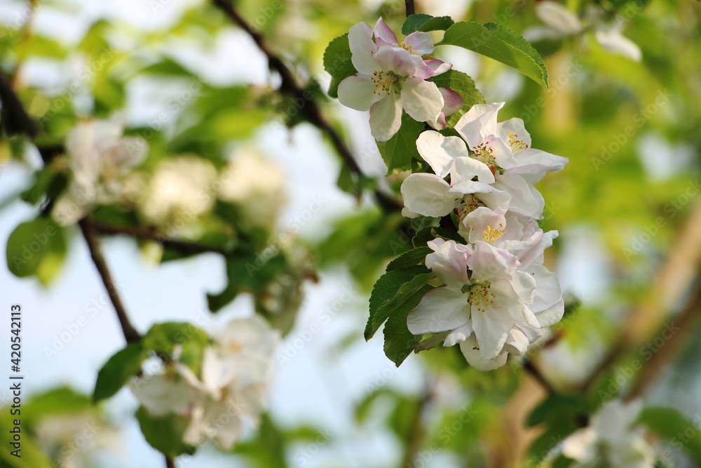 Blooming apple tree branch on a blurry background Blooming apple tree branch on a blurry background
