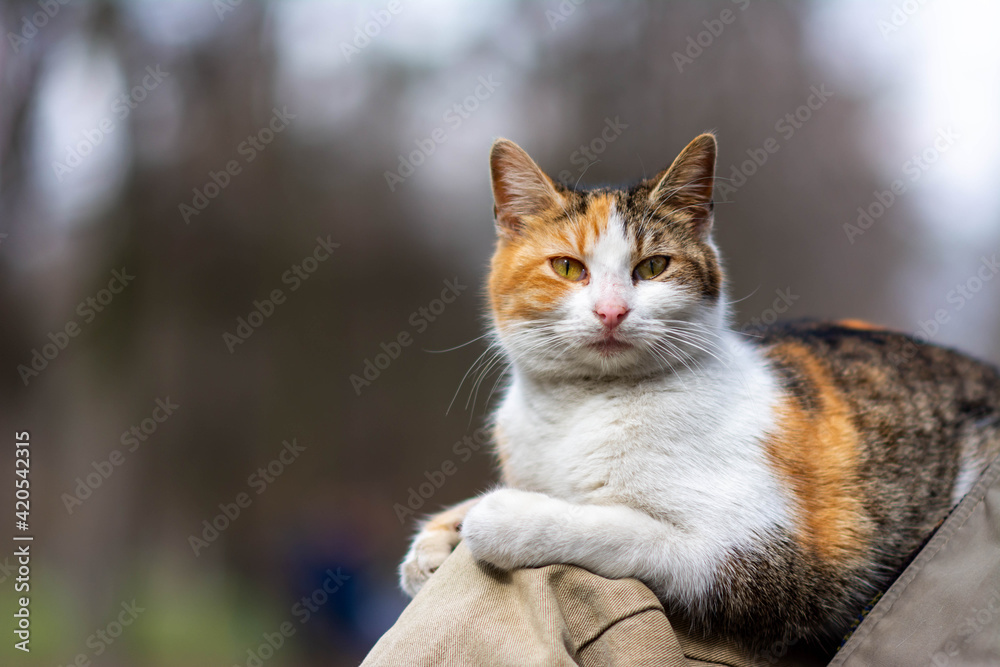 Close-up of a cat face. Portrait of a male kitten. happy cat lovely comfortable sleeping by the mans leg at the park. Cat's face close-up. A pet in nature. Bokeh. The village, the park.