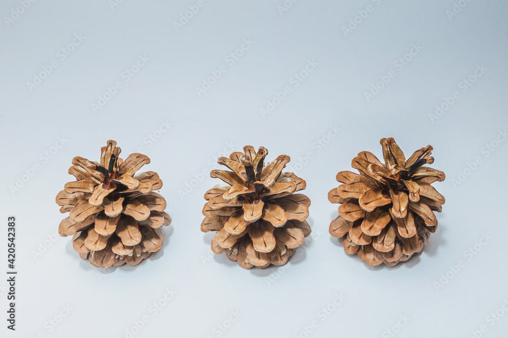 Big set of cones various coniferous trees isolated on white Big set of cones various coniferous trees isolated on white
