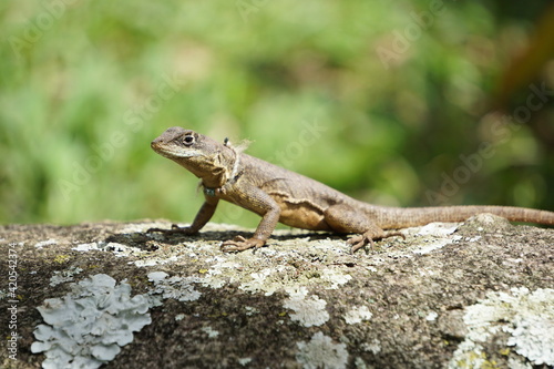 brazilian nature