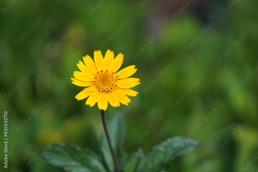 brazilian nature brazilian nature