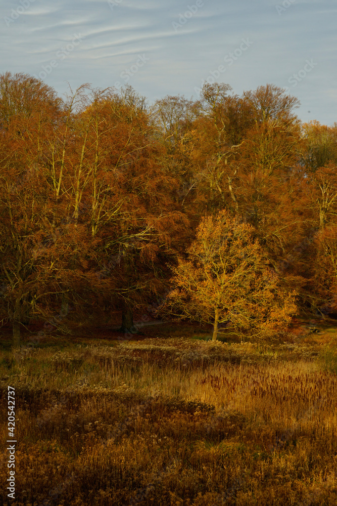 Fototapeta premium autumn in the forest