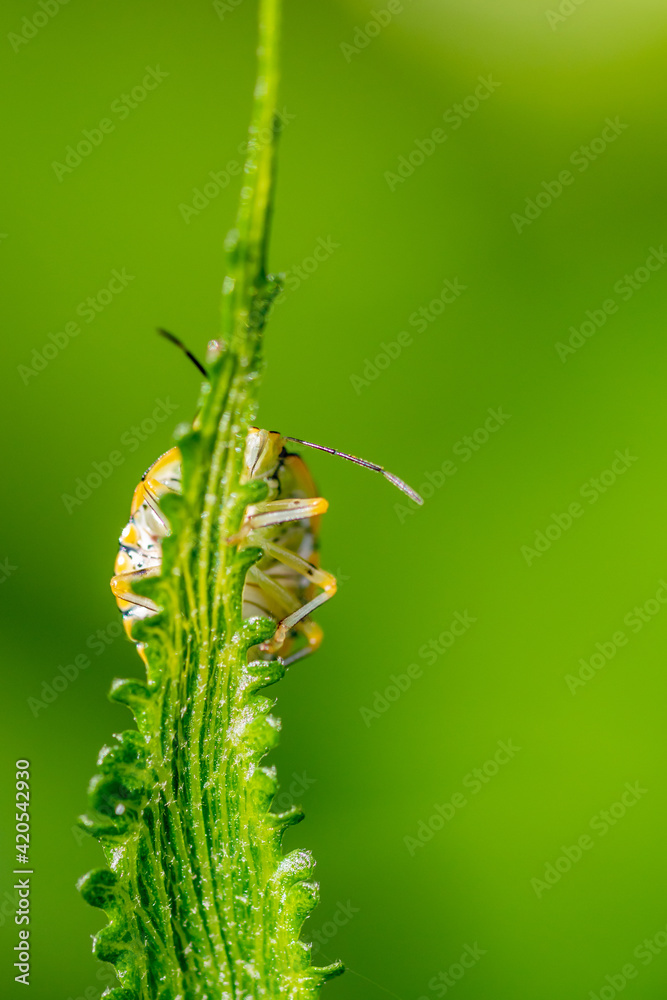 hide and seek with a bug hide and seek with a bug
