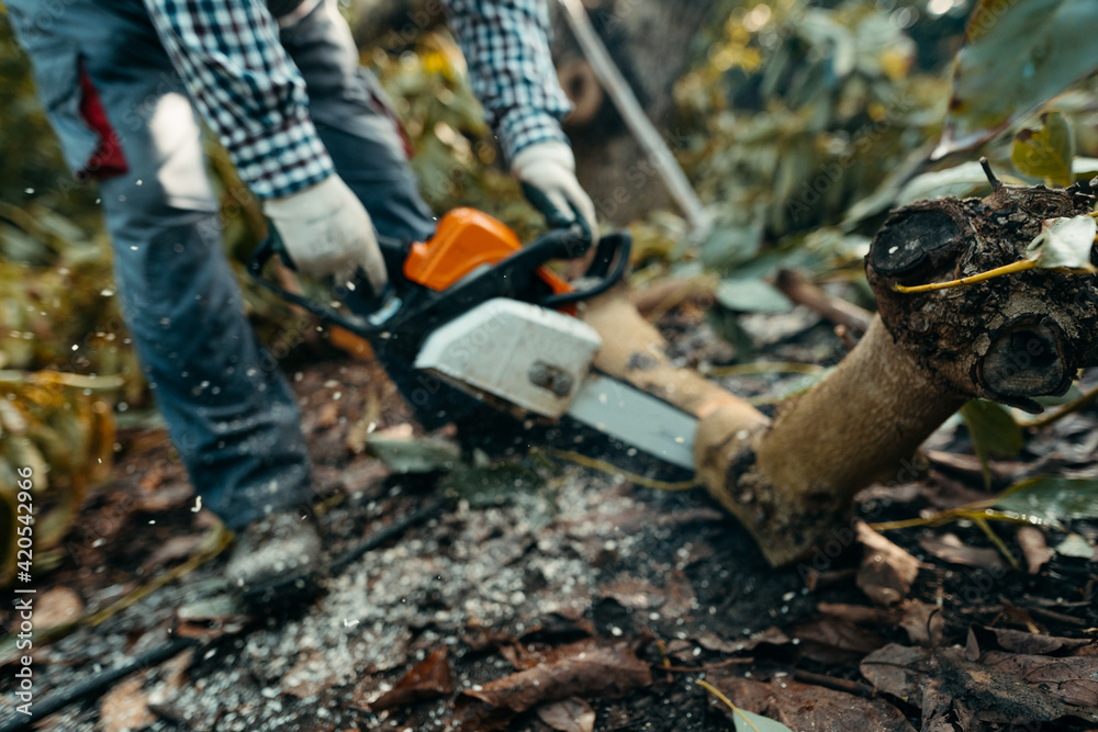 A man sawing firewood with a chainsaw in a organic avocado plantations in Málaga, Andalusia, Spain. Pruning season A man sawing firewood with a chainsaw in a organic avocado plantations in Málaga, Andalusia, Spain. Pruning season