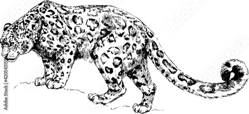 vector snow leopard, irbis wild cats illustration