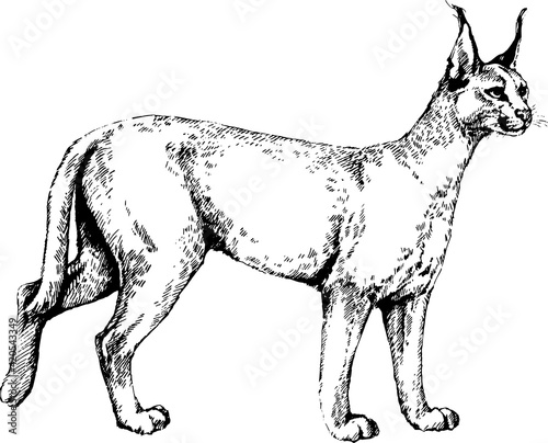 vector caracal wild cats illustration