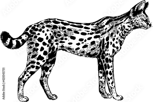 vector serval wild cats illustration