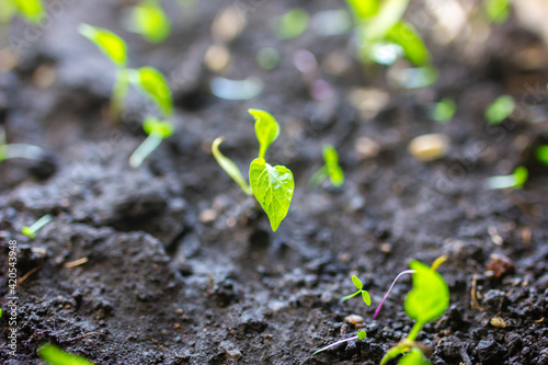 sprouted pepper sprouts in spring